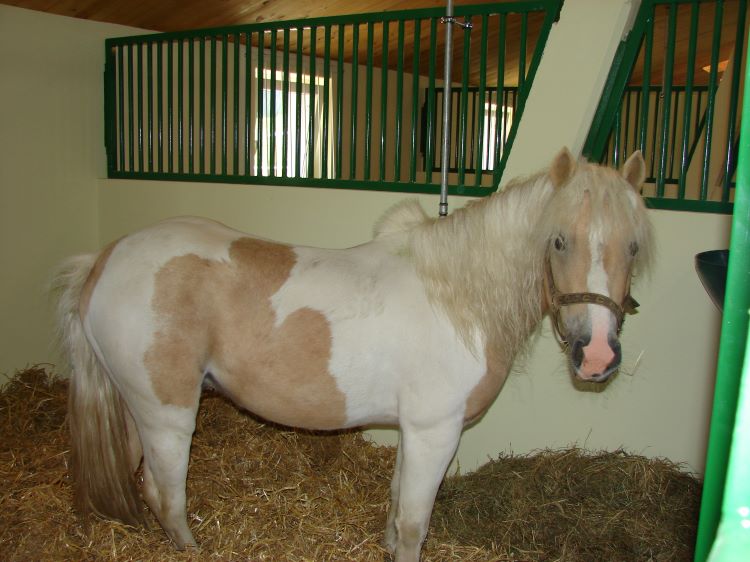 Stajňa